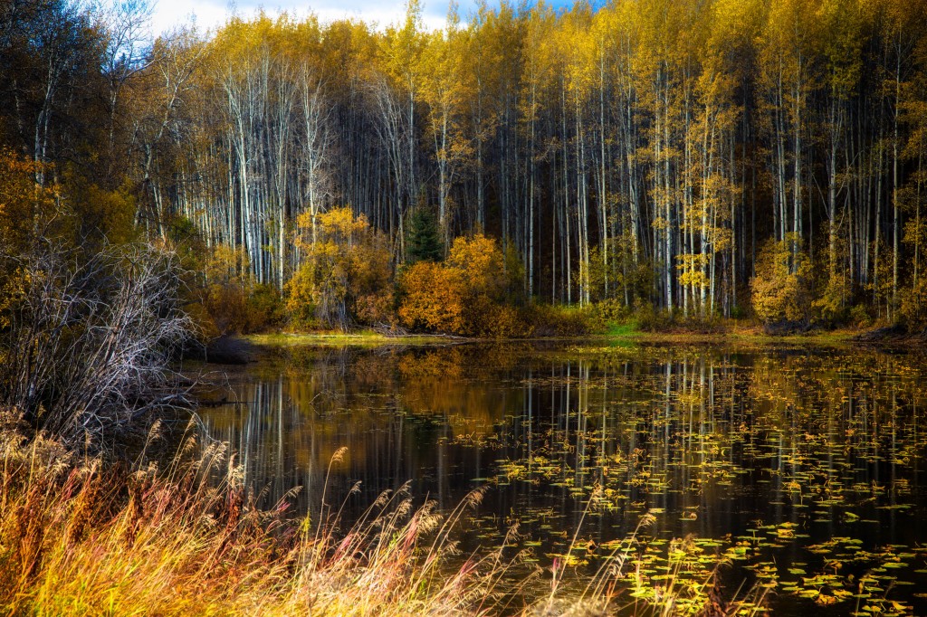 Fall Colour