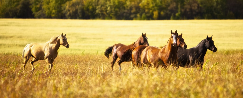 Horses of Fort St John
