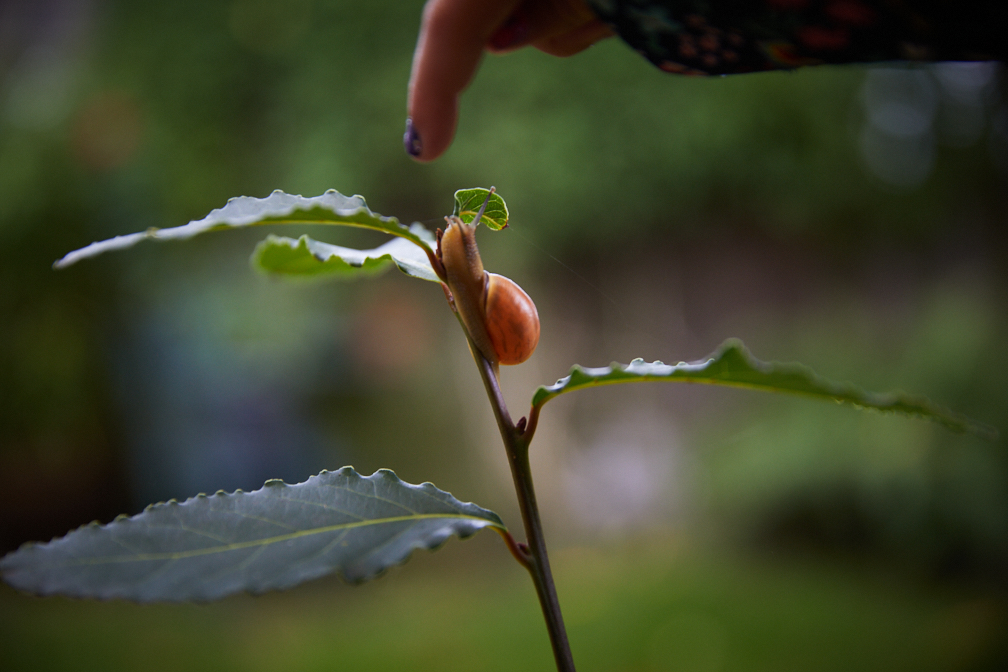 Hadley_snail-4