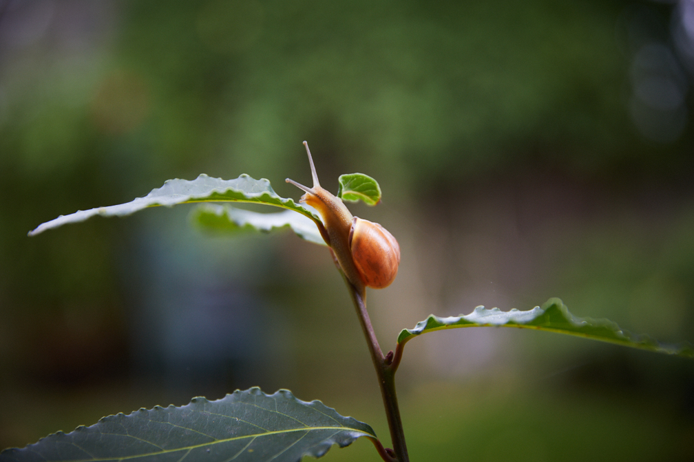 Hadley_snail-5