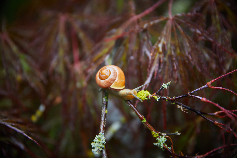 Hadley_snail-7