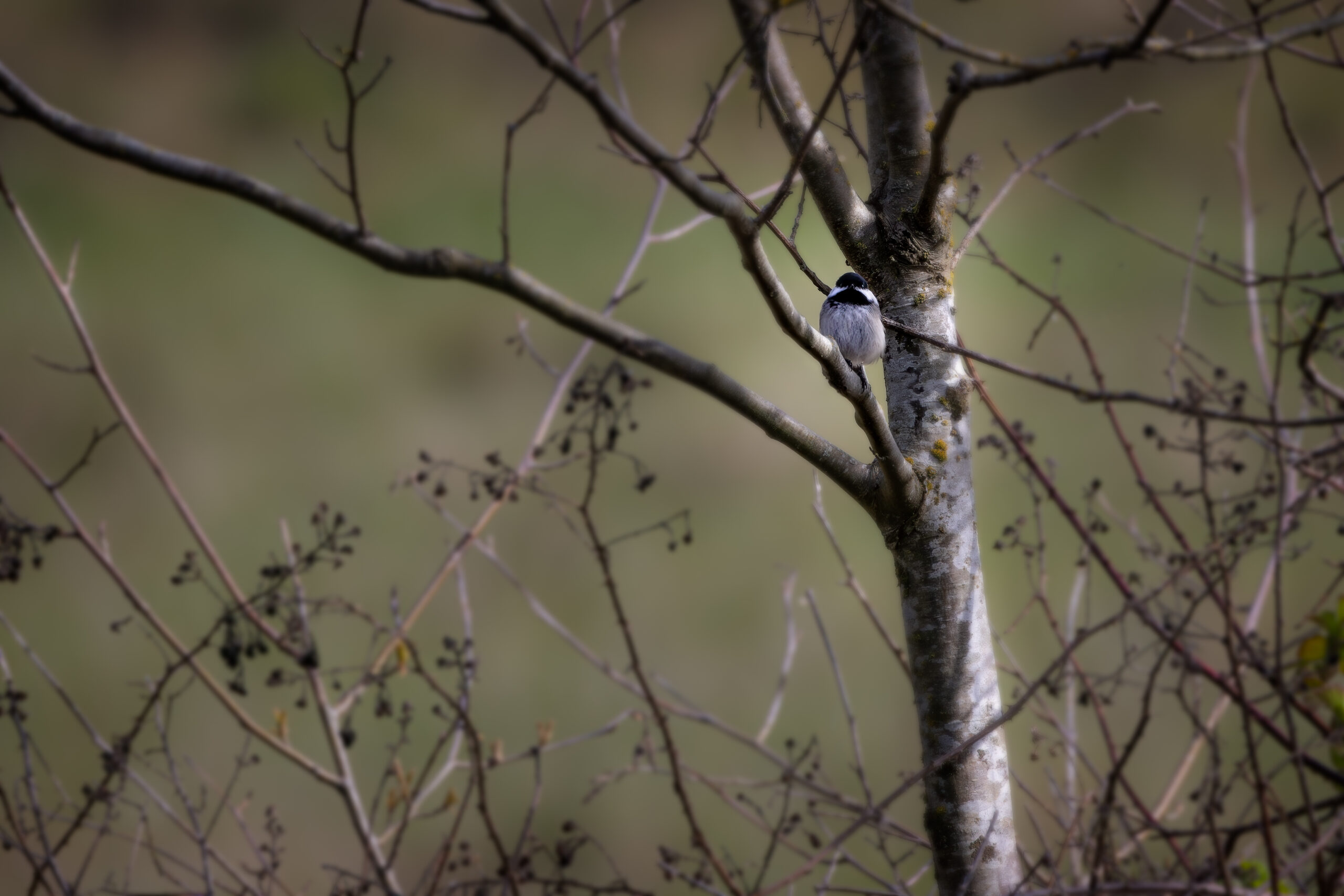 chicadee