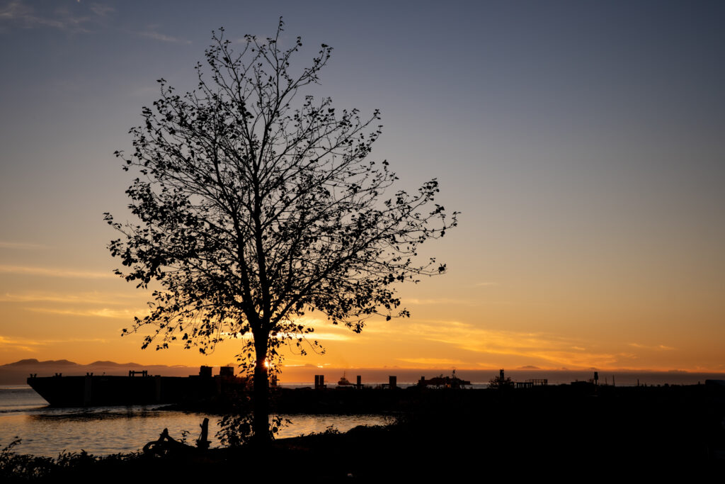 A lone tree silhouetted against the sunset at Garry Point, Richmond BC