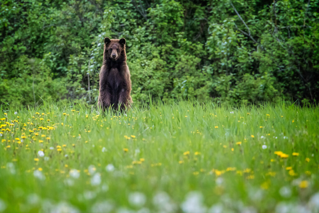A black bear standing up in a meadow of dandelions, watching the camera, near Telkwa