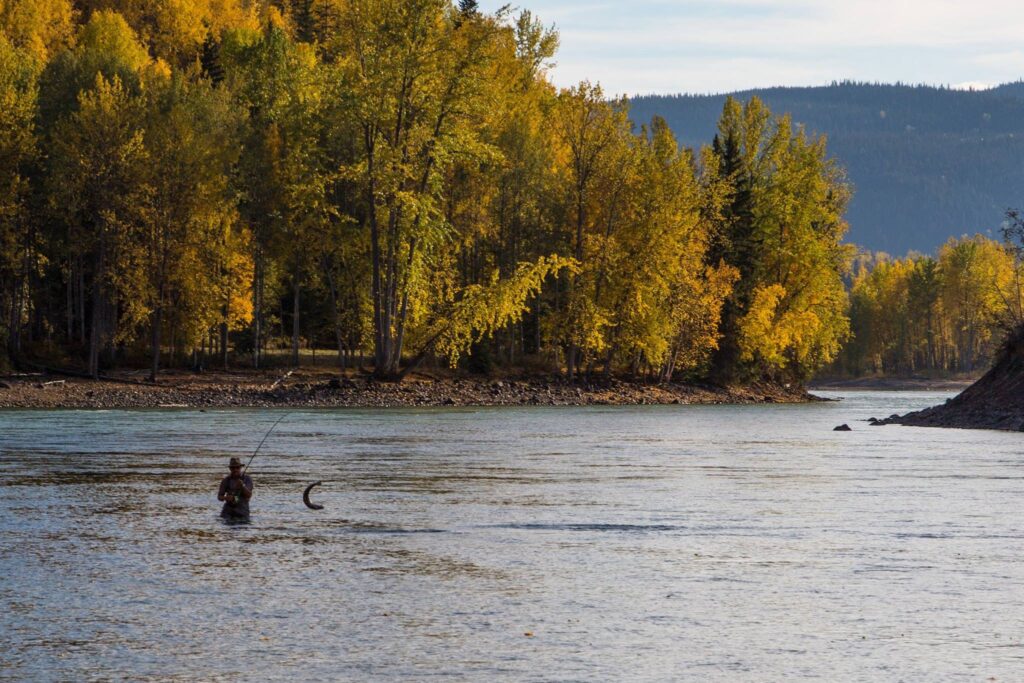 Simon fly fishing the Bulkley River at Telkwa in fall colours