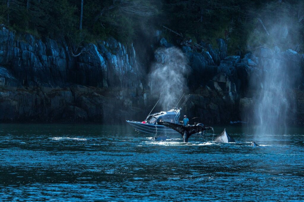 Humpback whales surfacing beside a boat near Prince Rupert