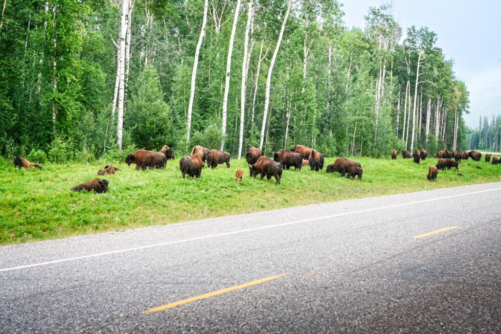 A herd of wood bison with a young calf grazing beside the Alaska Highway